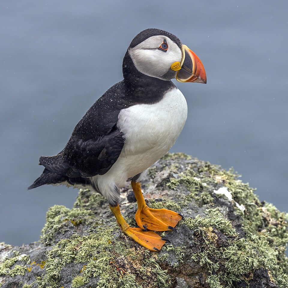 北极海鹦（Atlantic Puffin）
