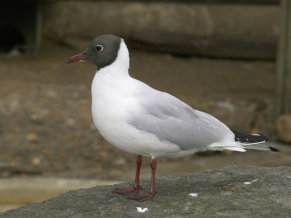 红嘴鸥（Black-headed Gull）