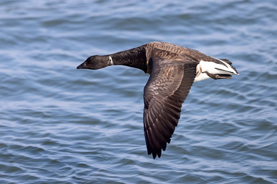 黑雁（Brent Goose）