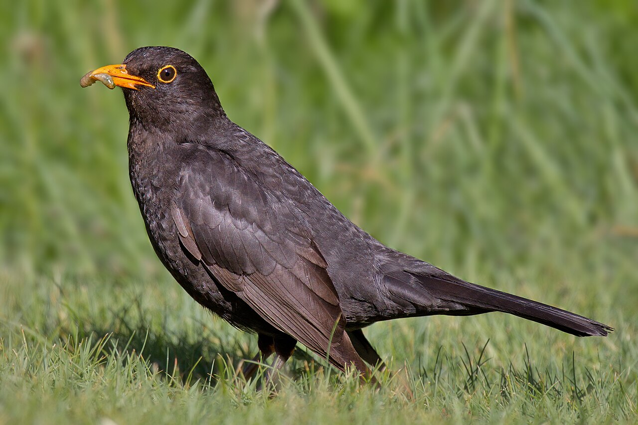 乌鸫（Common Blackbird）