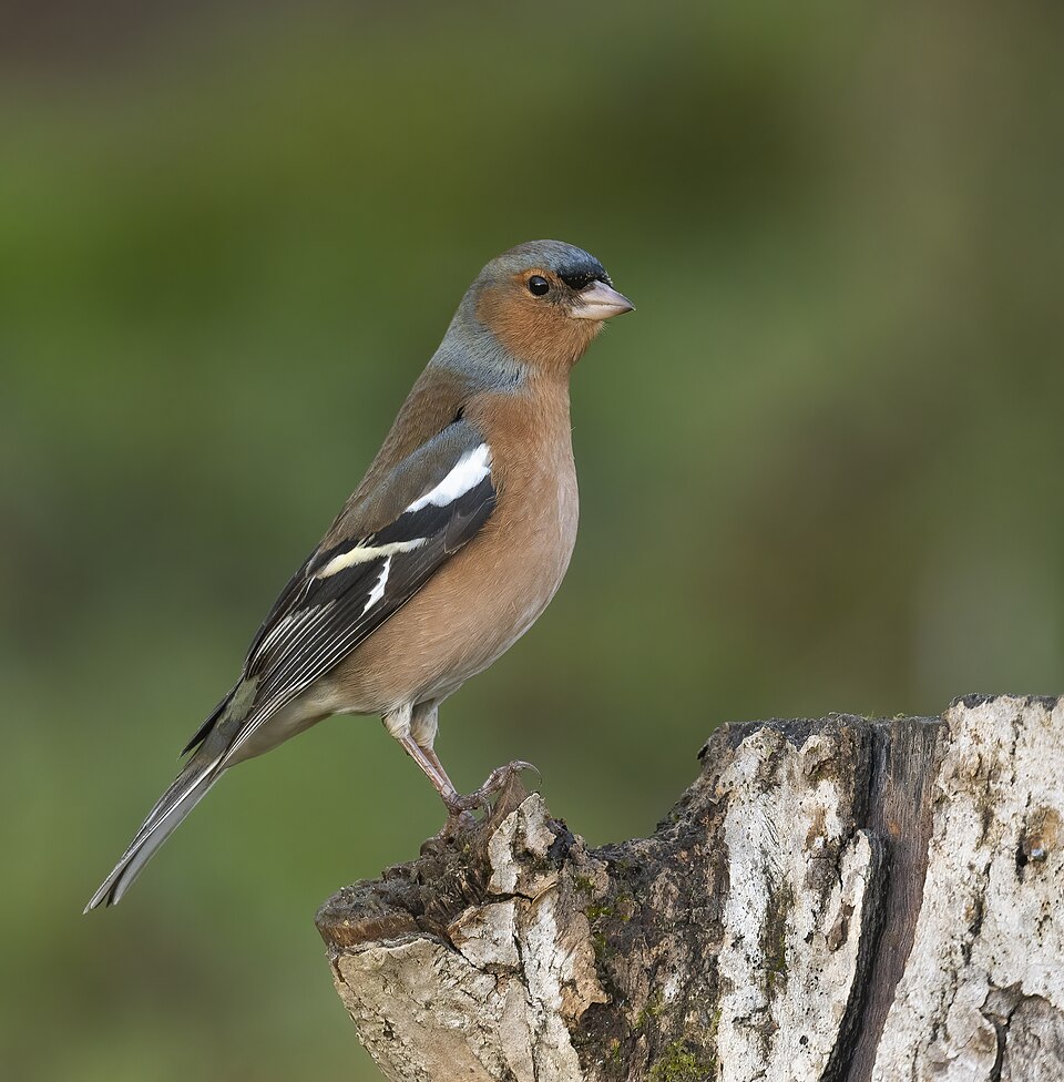 苍头燕雀（Common Chaffinch）