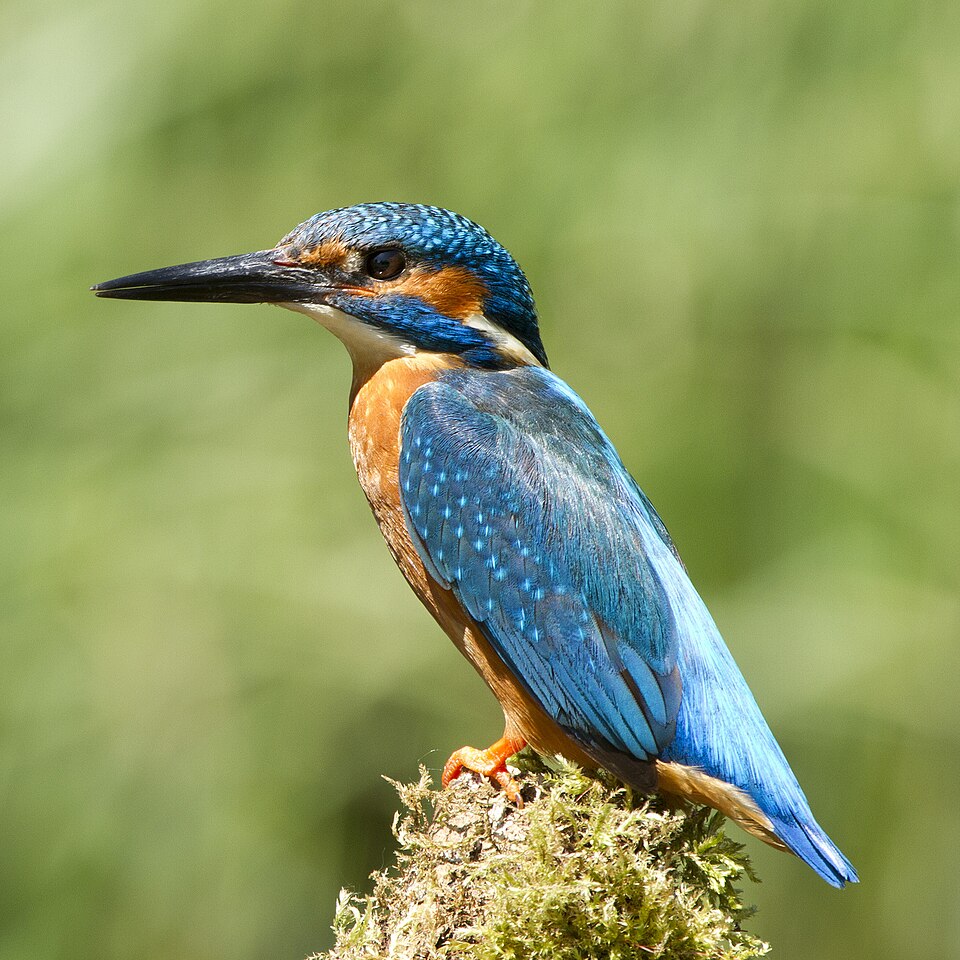 普通翠鸟（Common Kingfisher）