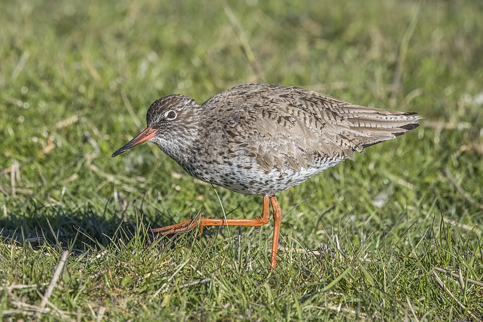 红脚鹬（Common Redshank）