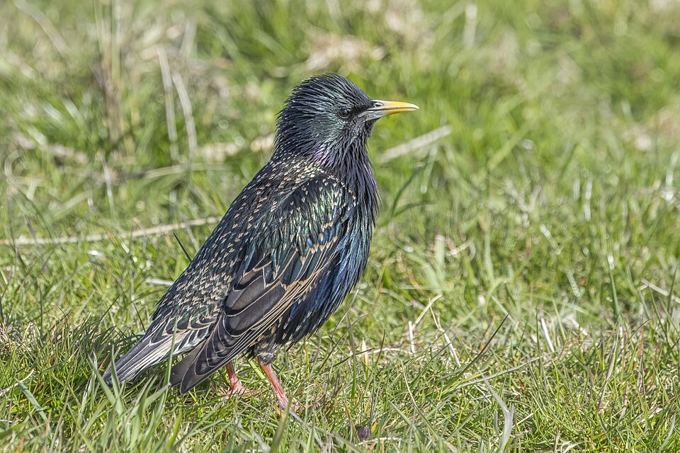 紫翅椋鸟（Common Starling）