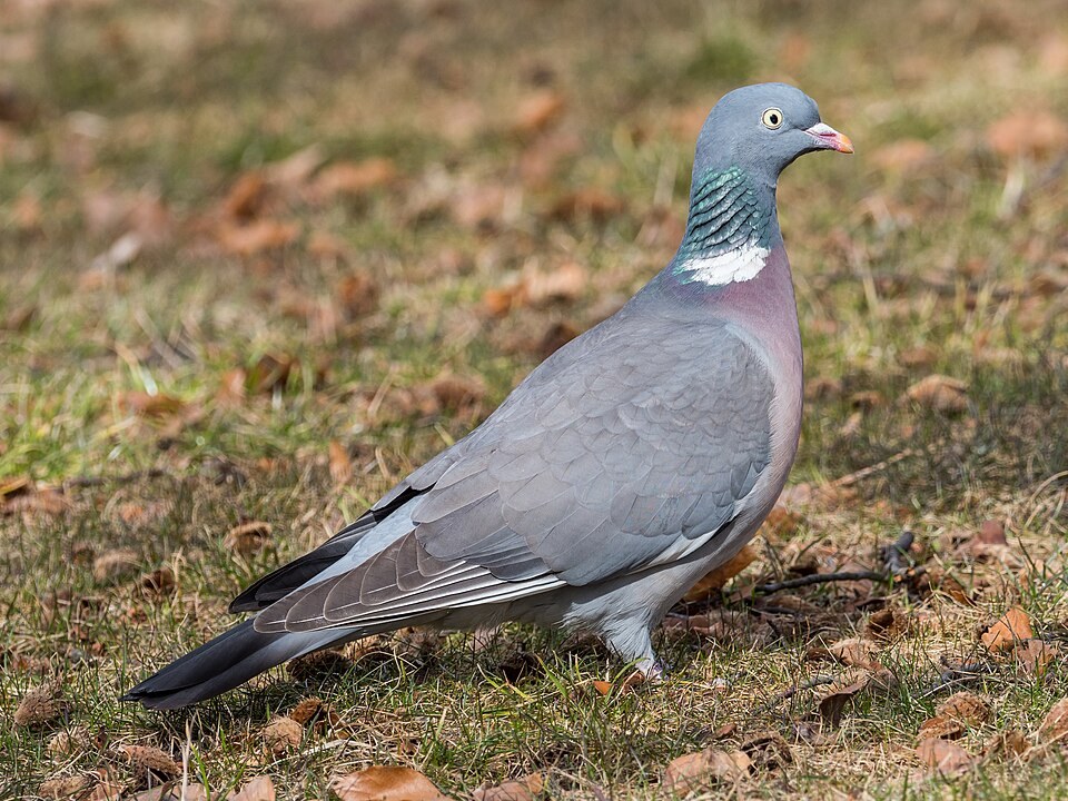 斑尾林鸽（Common Woodpigeon）
