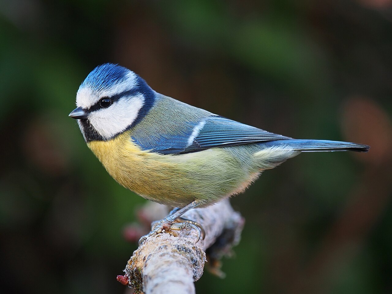 蓝山雀（Eurasian Blue Tit）