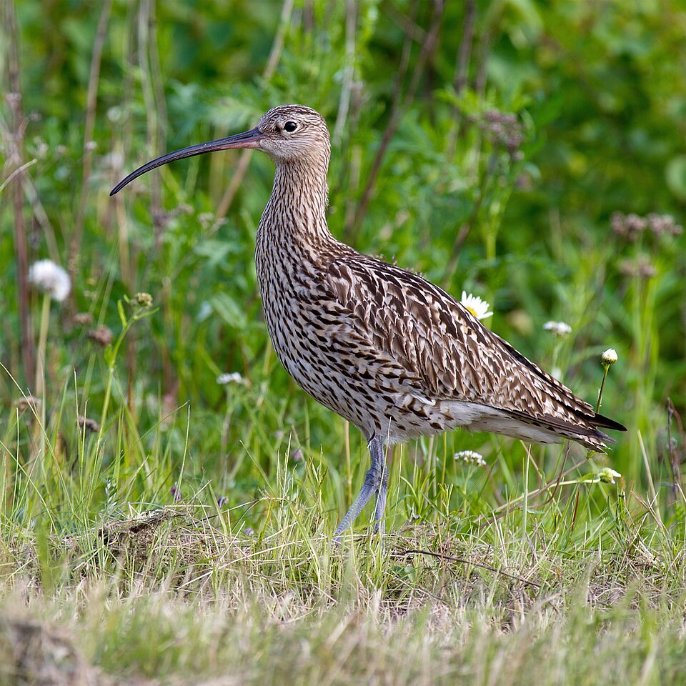 白腰杓鹬（Eurasian Curlew）