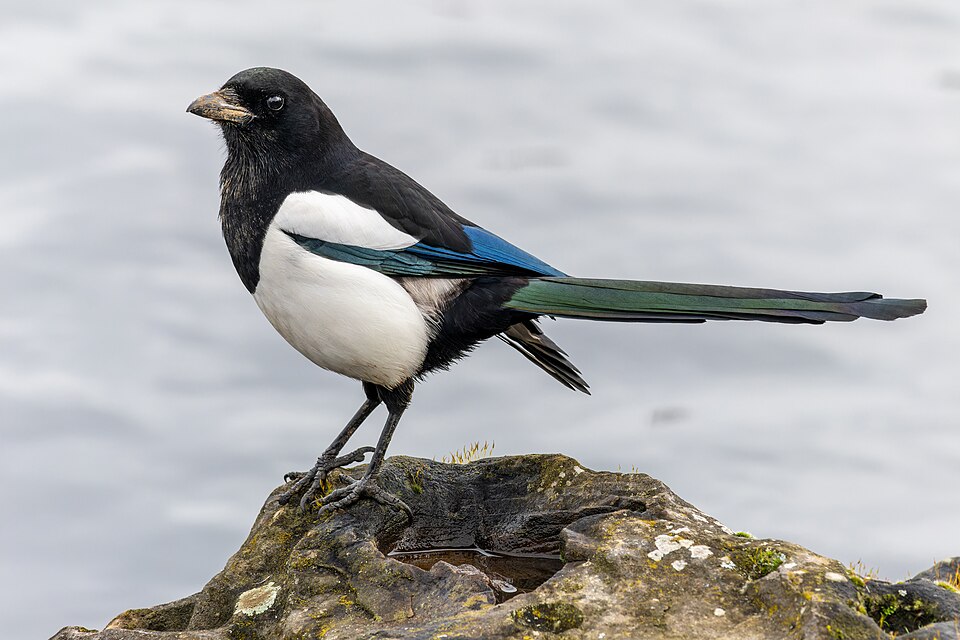 喜鹊（Eurasian Magpie）