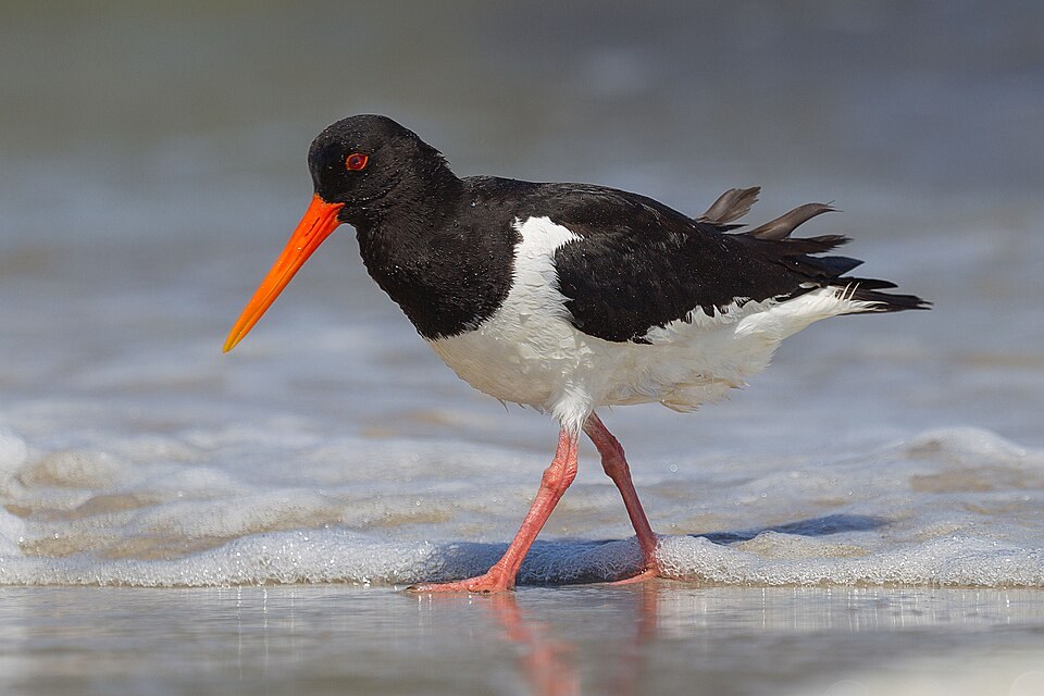 蛎鹬（Eurasian Oystercatcher）