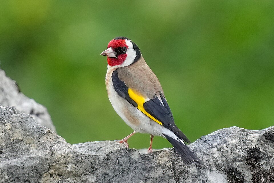 红额金翅雀（European Goldfinch）