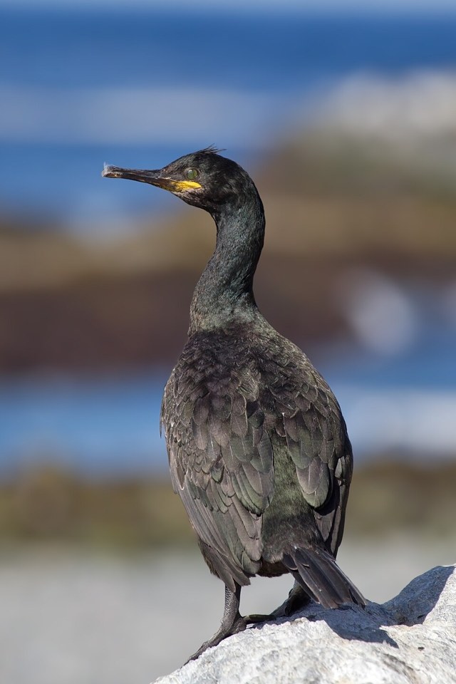 欧洲鸬鹚（European Shag）