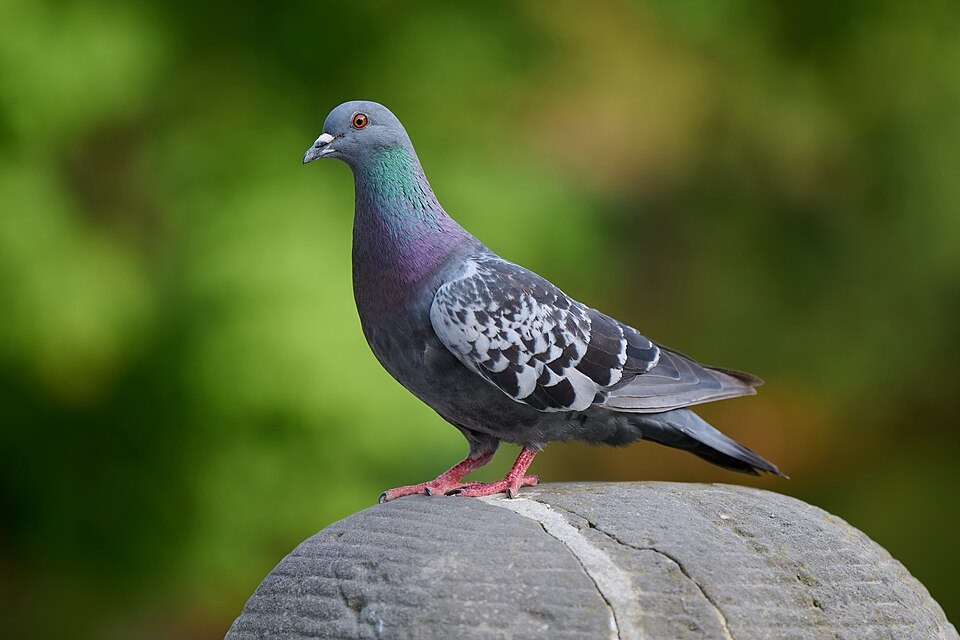 原鸽（城市鸽子）（Feral Pigeon）