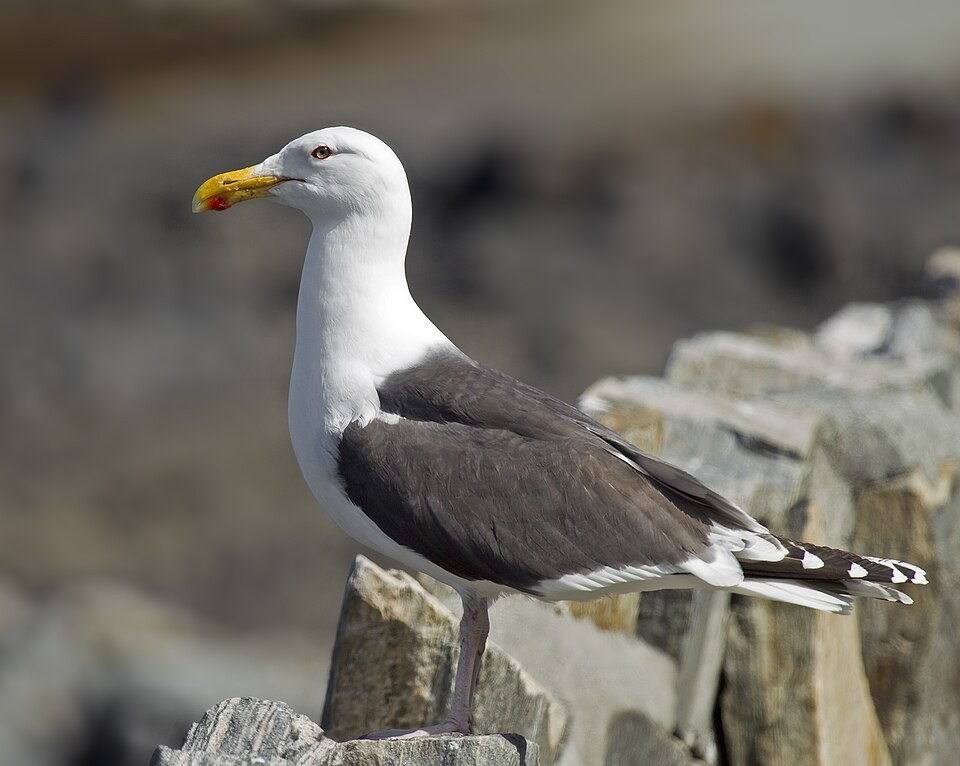 大黑背鸥（Great Black-backed Gull）