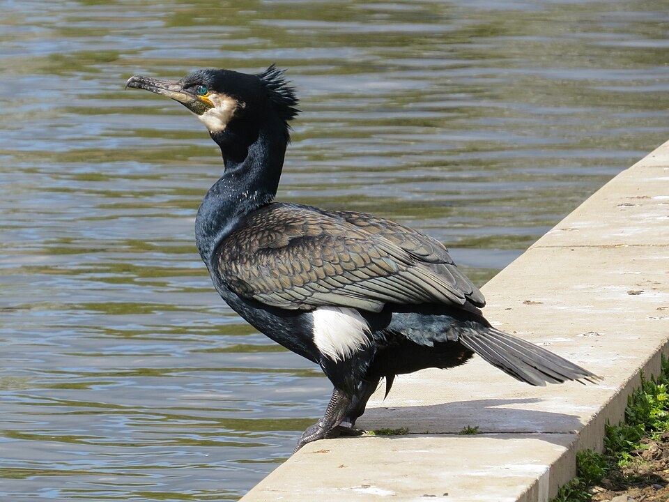 普通鸬鹚（Great Cormorant）