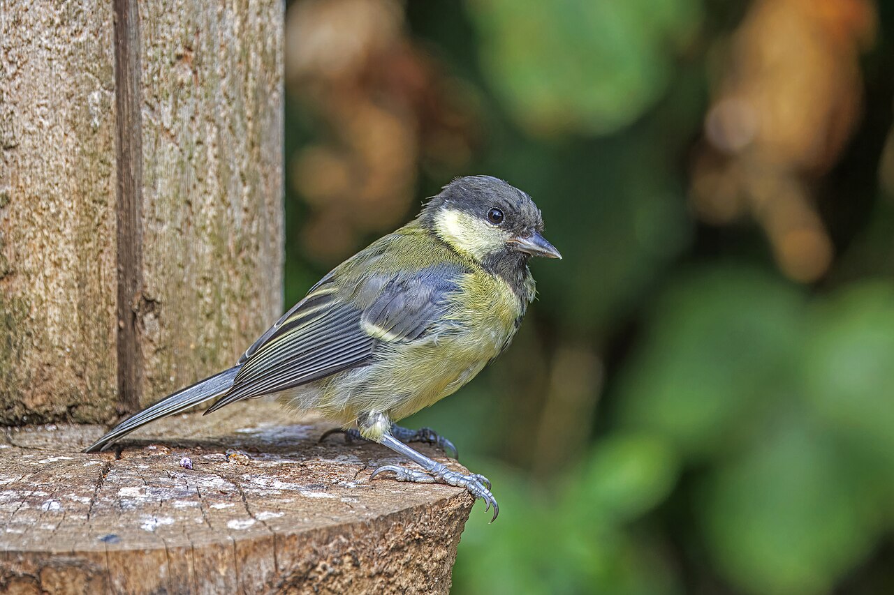 大山雀（Great Tit）
