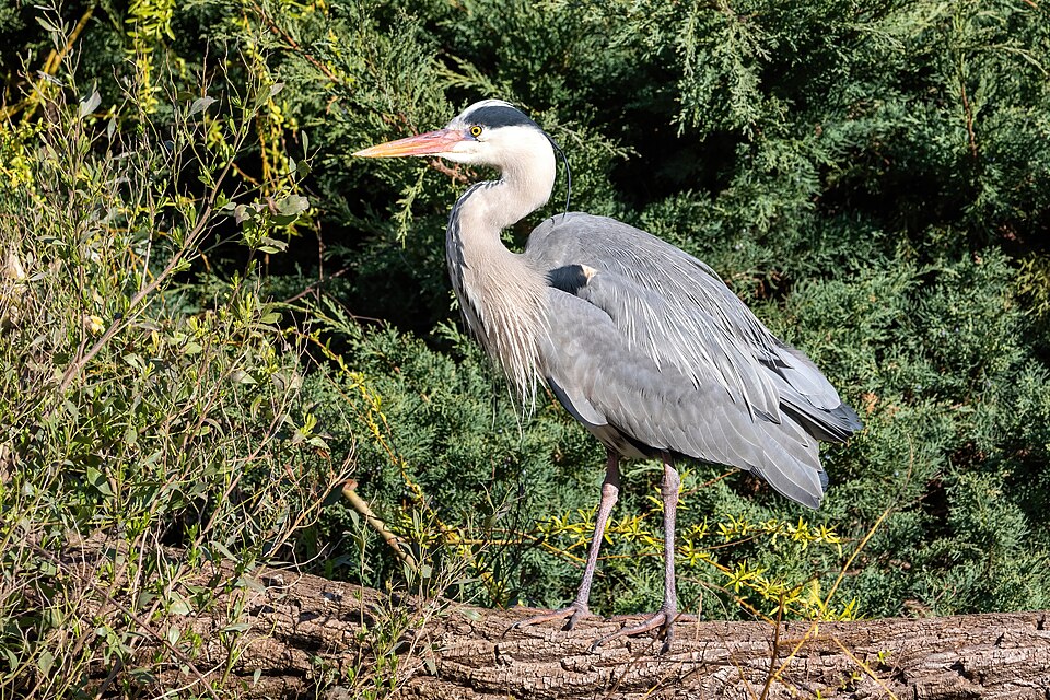 苍鹭（Grey Heron）