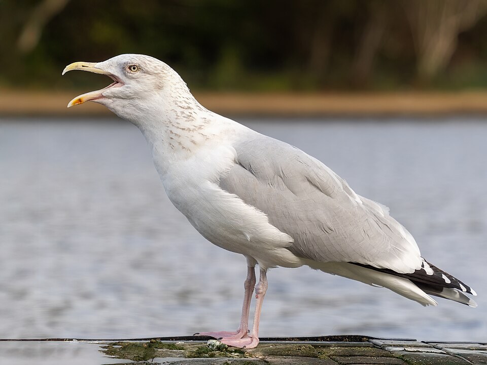 银鸥（European Herring Gull）