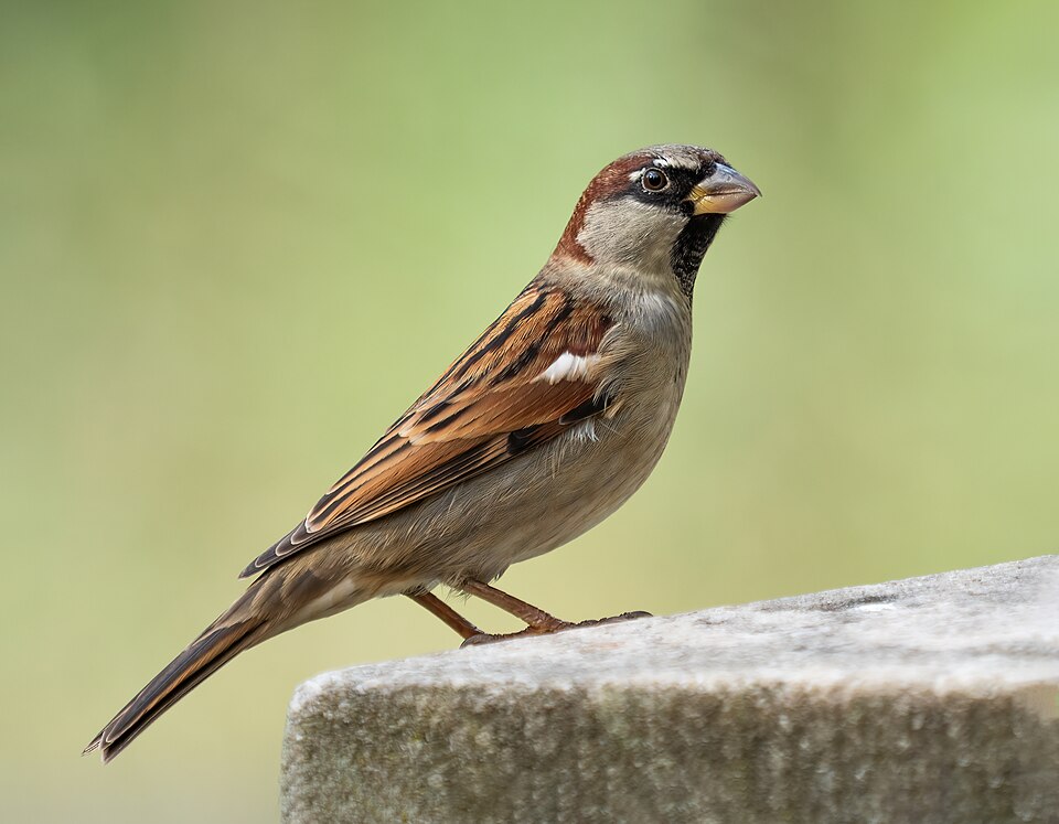 家麻雀（House Sparrow）