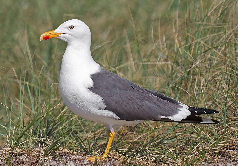 小黑背鸥（Lesser Black-backed Gull）