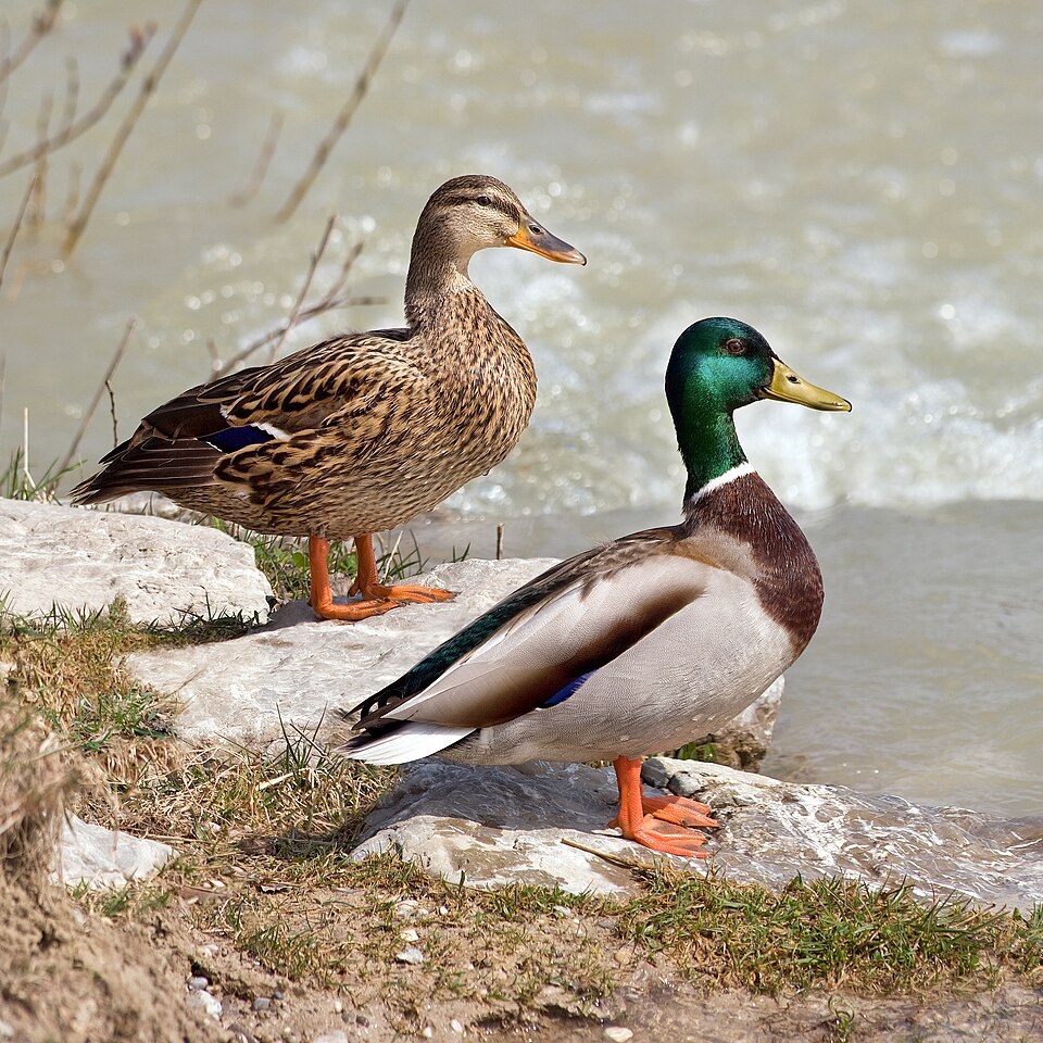 绿头鸭（Mallard）