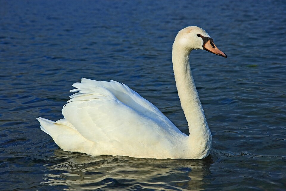 疣鼻天鹅（Mute Swan）