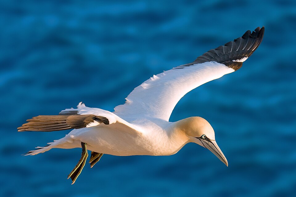 北方塘鹅（Northern Gannet）