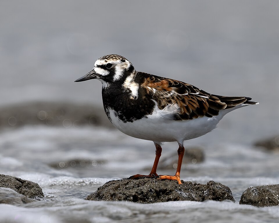 翻石鹬（Ruddy Turnstone）